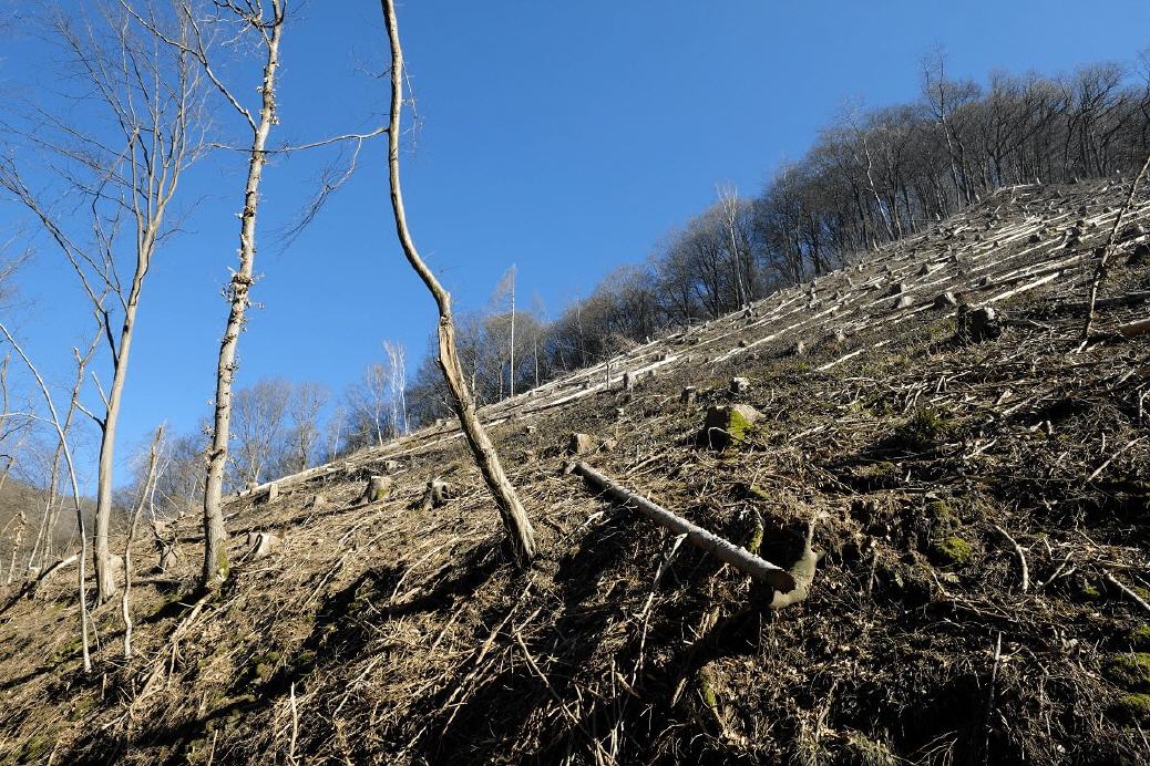abgeholzte, abgetrocknete Bodenfl&auml;chen